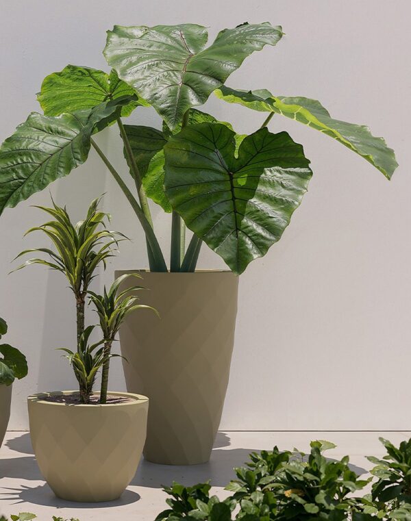 pot pour olivier Vases Vondom sur une terrasse avec un grand feuillage