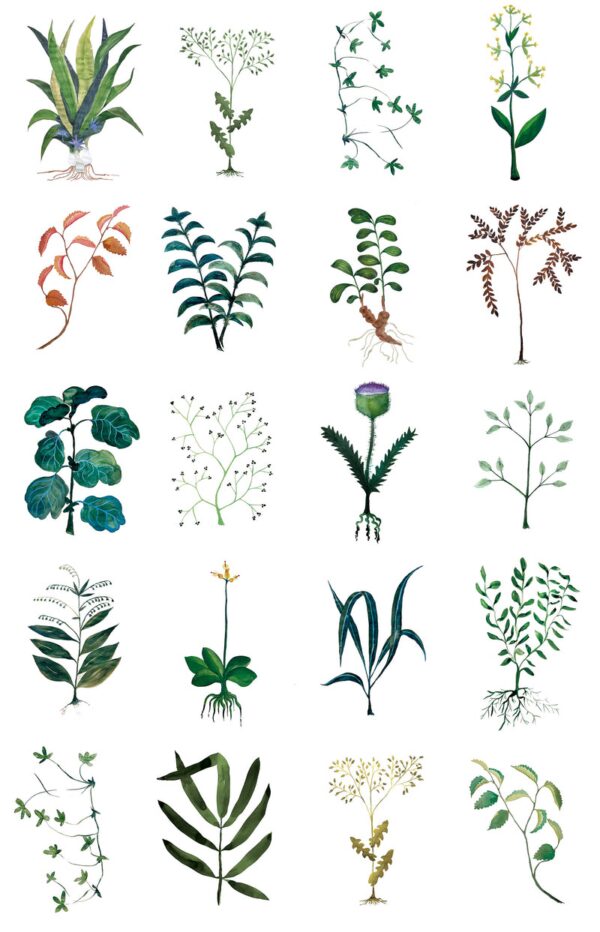 Papier peint design Herbarium par Cécile Figuette x Bien fait Paris