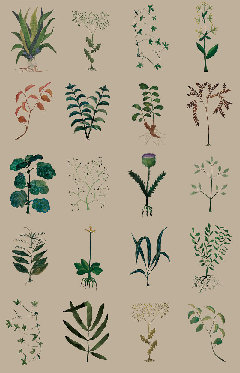 Papier peint design Herbarium par Cécile Figuette x Bien fait Paris Papier peint design Herbarium par Cécile Figuette x Bien fait Paris