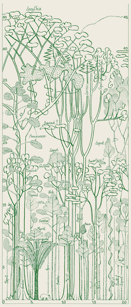 Papier peint design Francis Hallé par Bien fait Paris