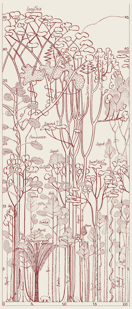 Papier peint design Francis Hallé par Bien fait Paris Papier peint design Francis Hallé par Bien fait Paris